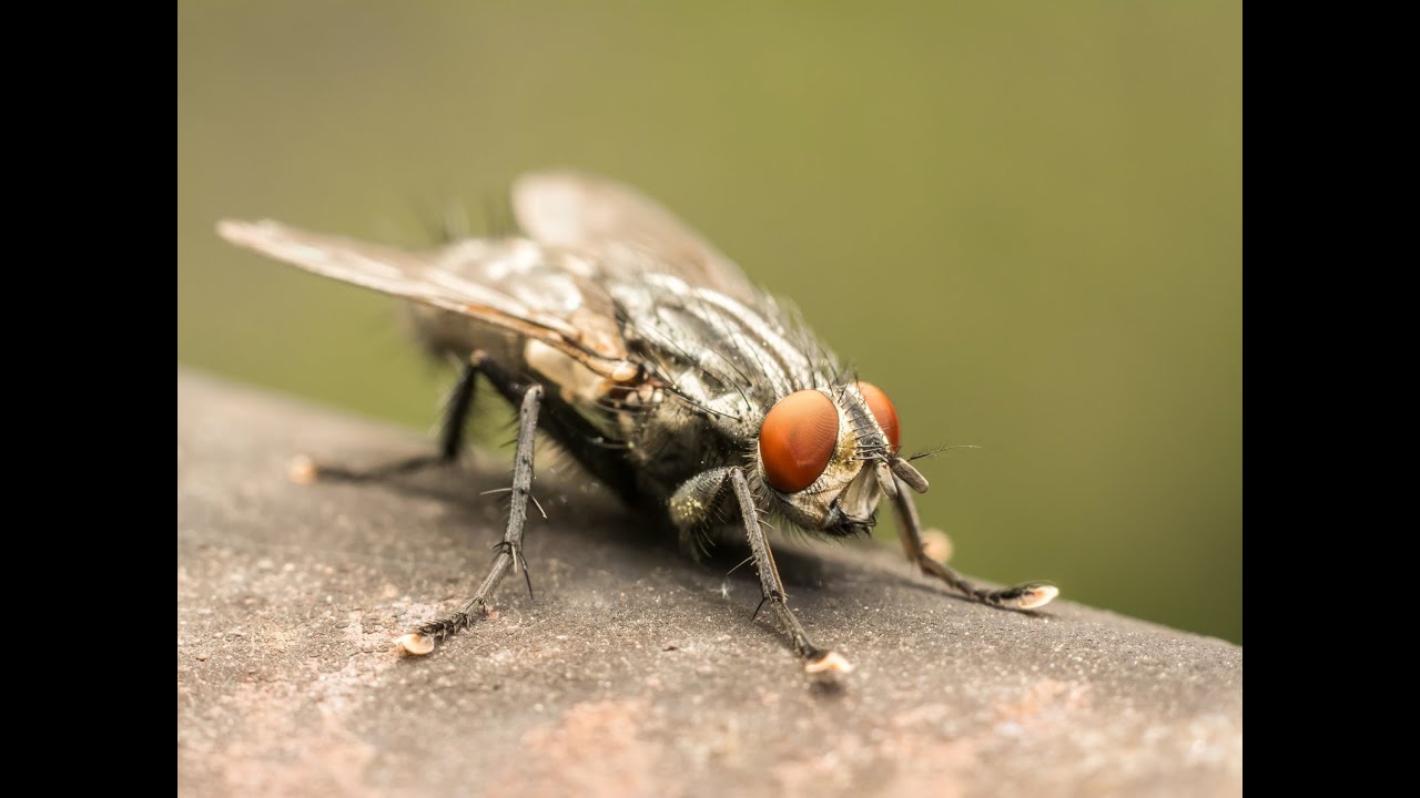 How to Get Rid of a Fly: Effective Strategies for a Fly-Free Environment